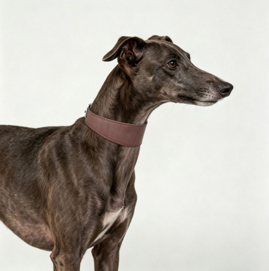 Genuine Leather Wide Dog Collar and Leash Set for Greyhounds | Padded Anti-Pull Pet Collar